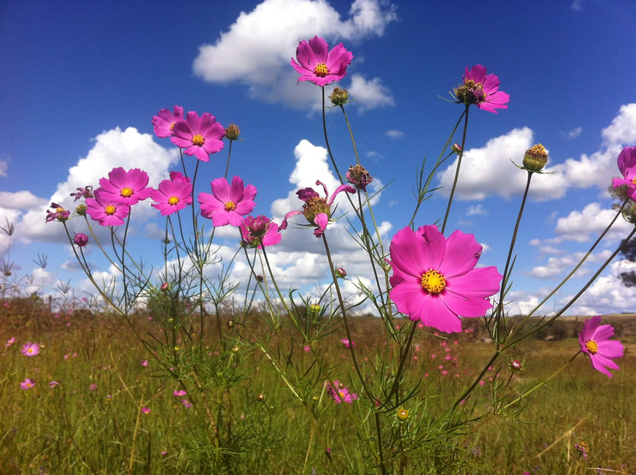 Cosmos bipinnatus